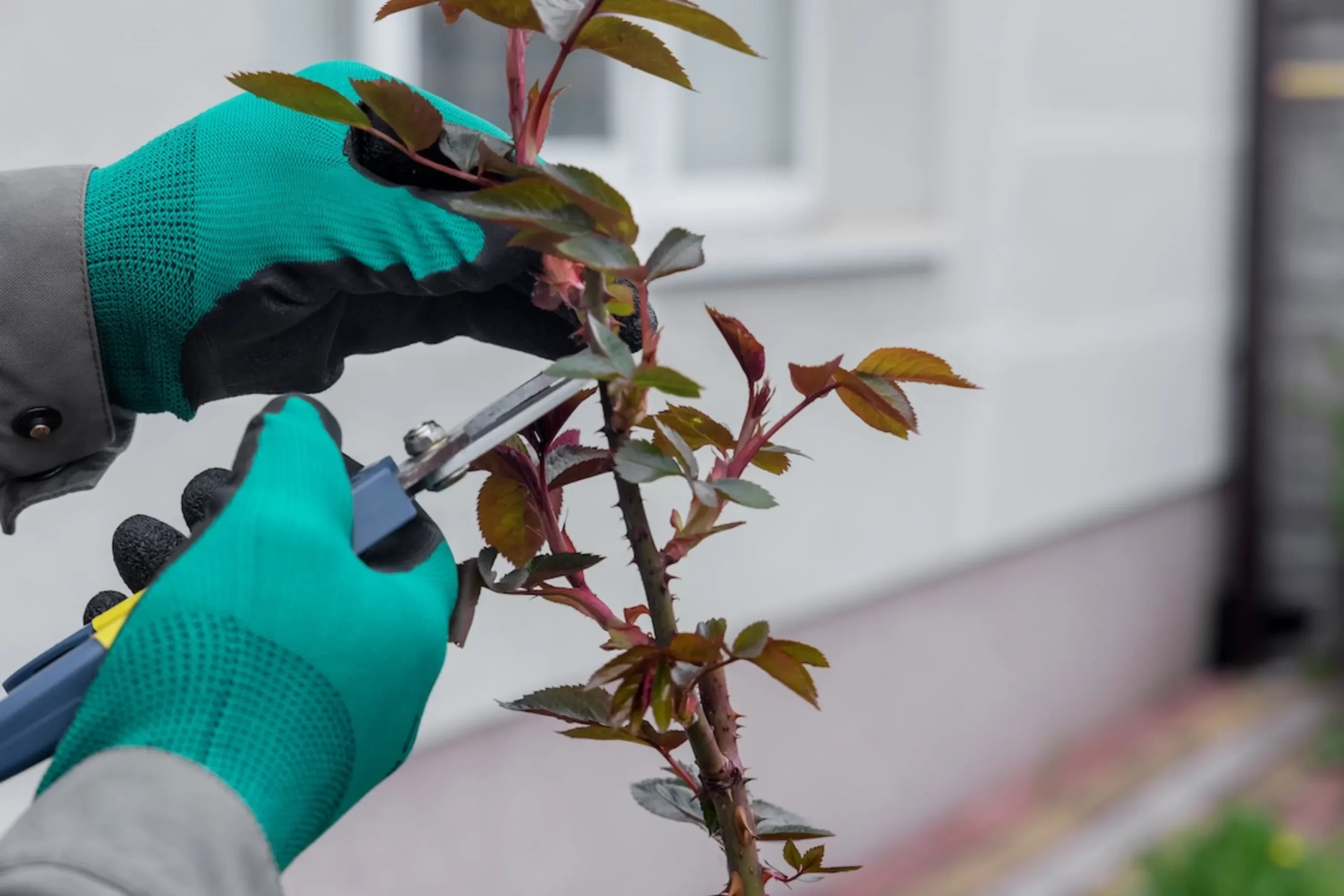 Gardener pruning a rose branch