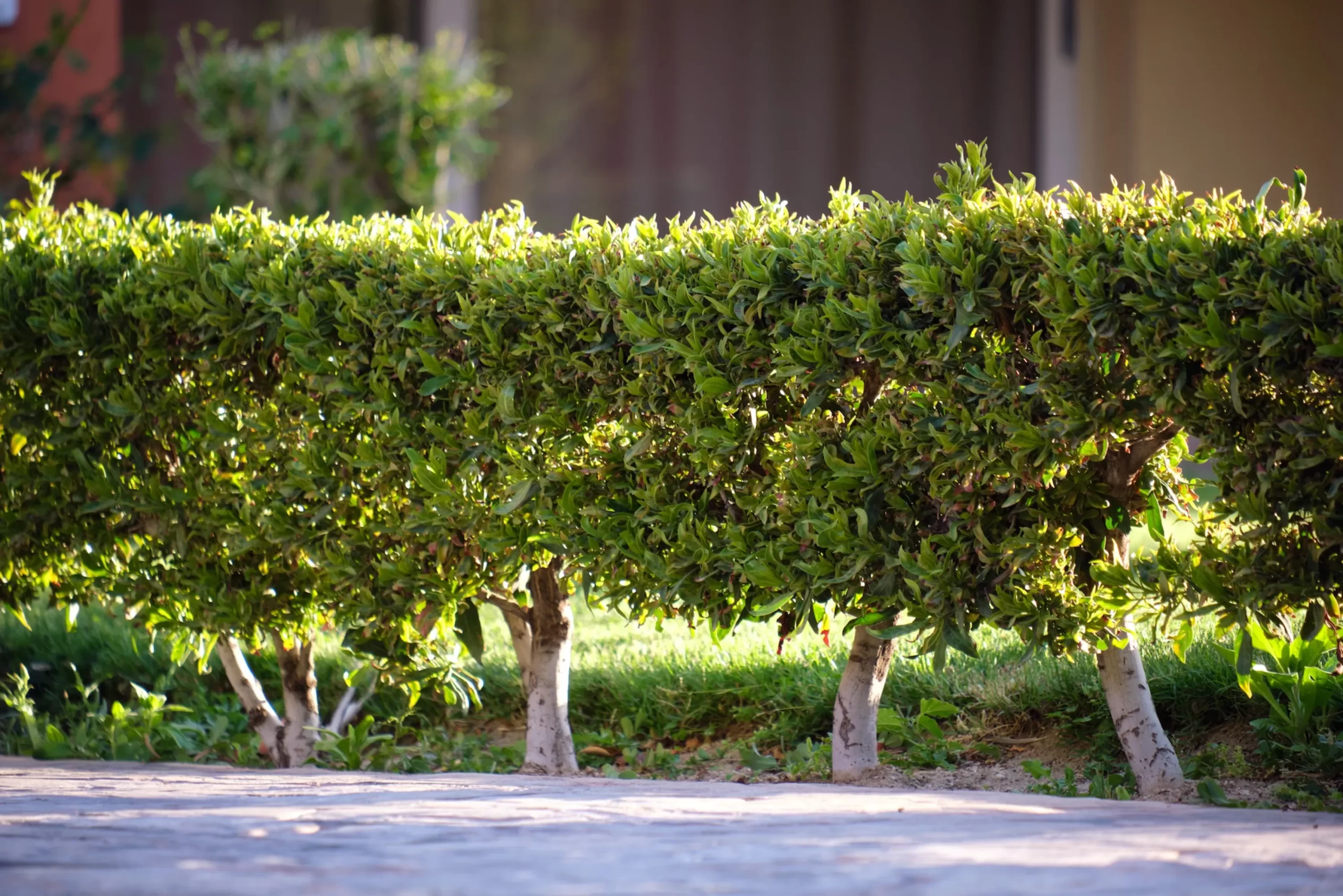 Well maintained hedge thanks to pruning services