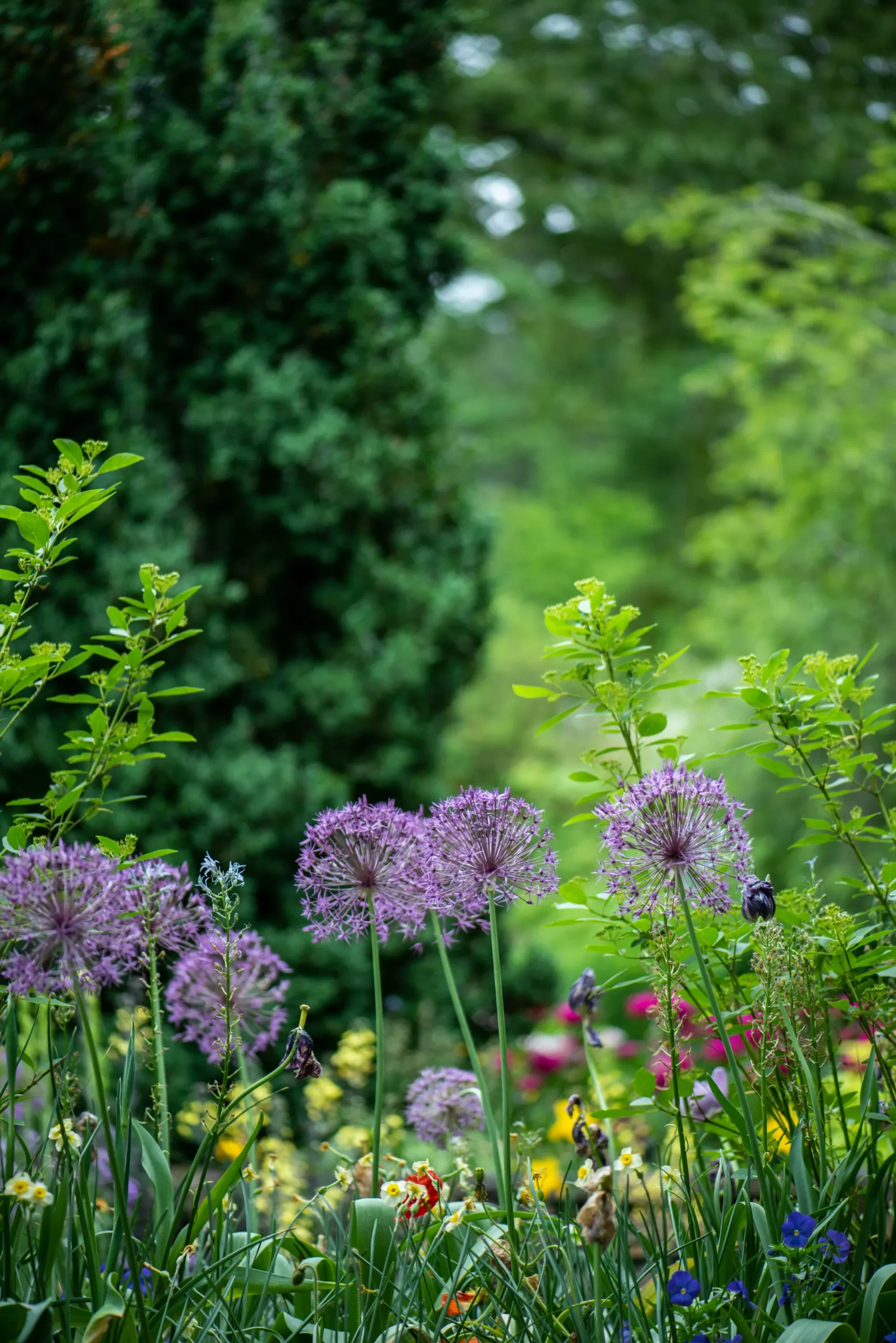 Beautiful pensioner garden