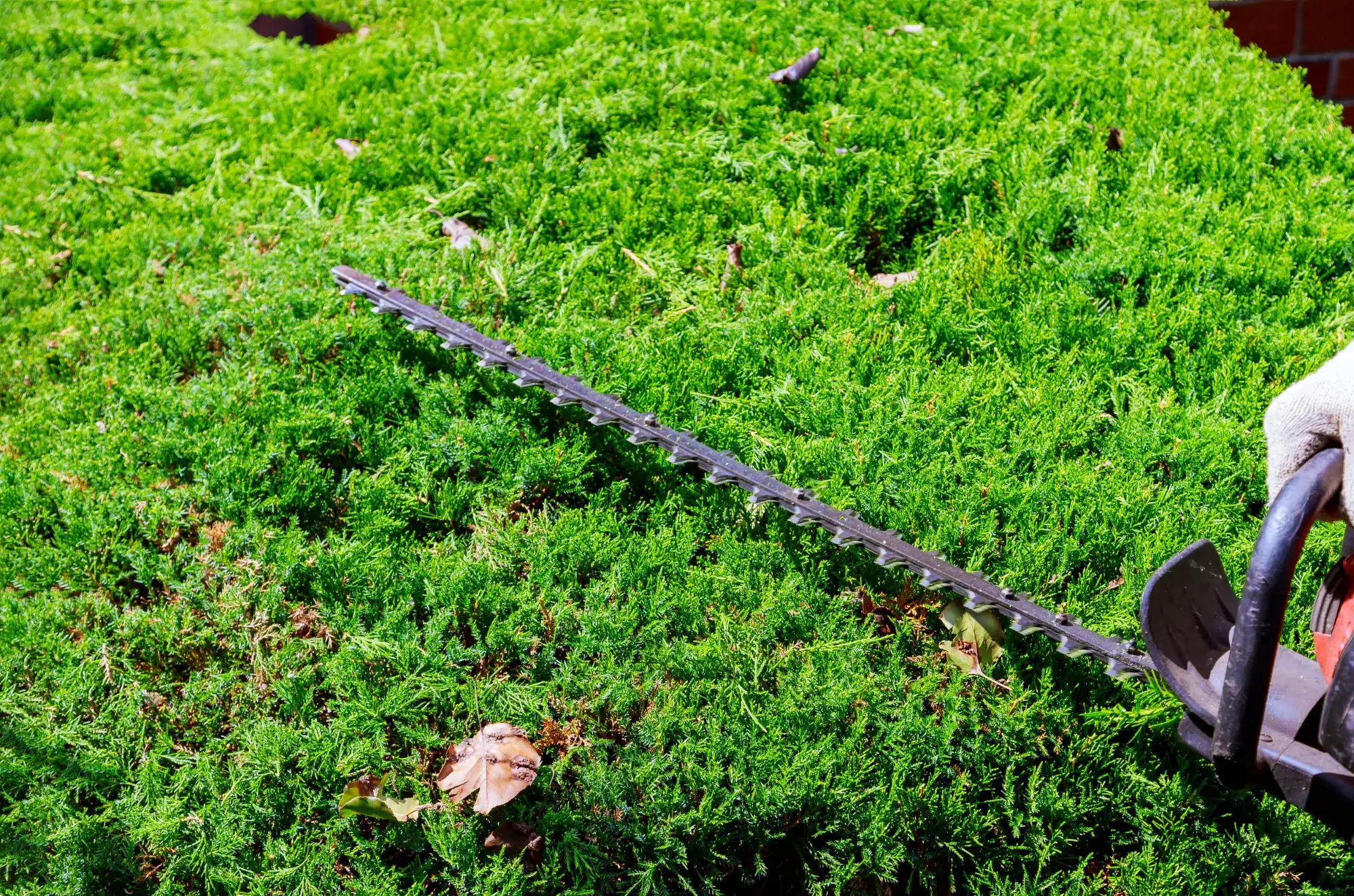 Hedge trimmer on the grass in seniors backyard